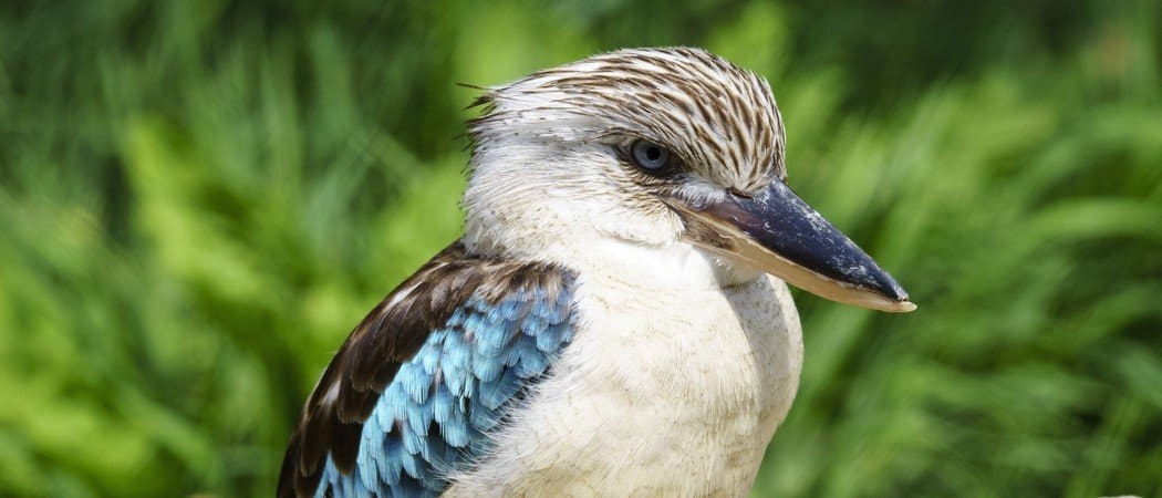Kookaburra