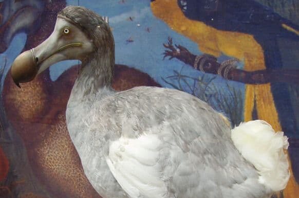 10 fatti incredibili di Dodo￼
