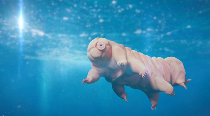 Cosa vive in fondo a Berkeley Pit?
