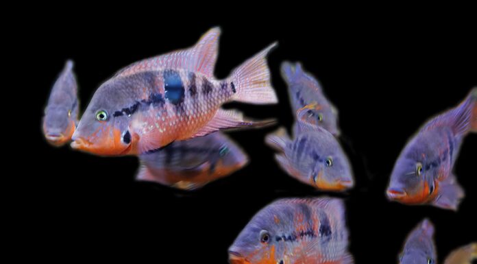 Ciclide bocca di fuoco maschio contro femmina
