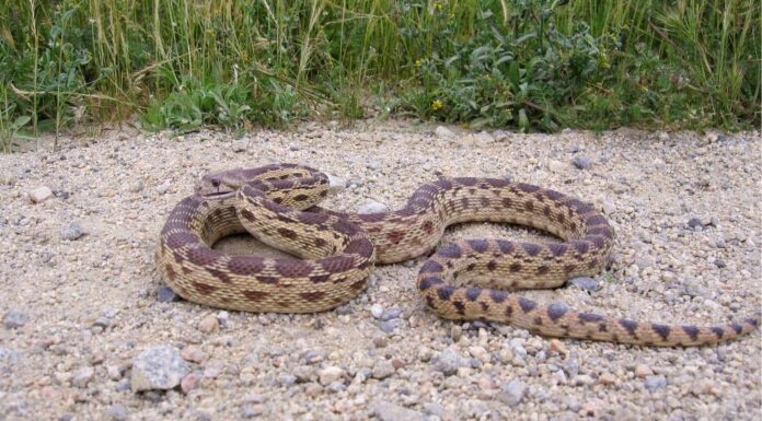 I serpenti toro nel Nebraska
