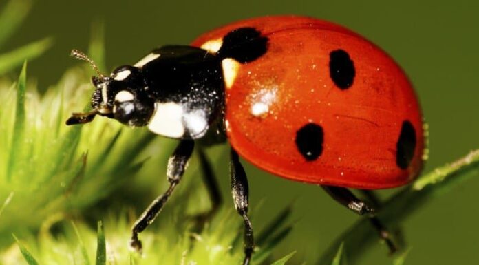 Coccinella

