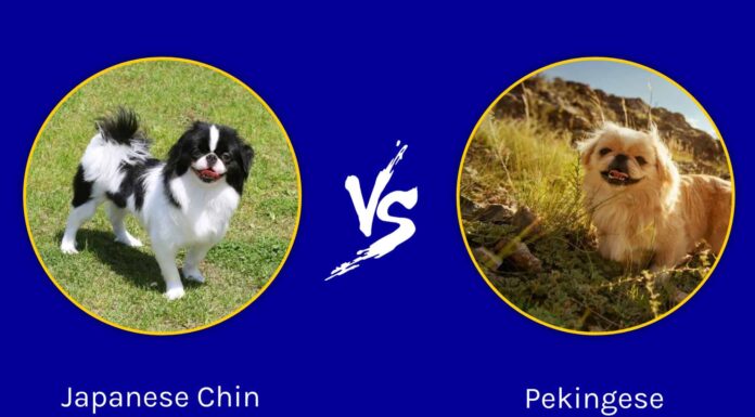 Chin giapponese vs pechinese: quali sono le differenze?
