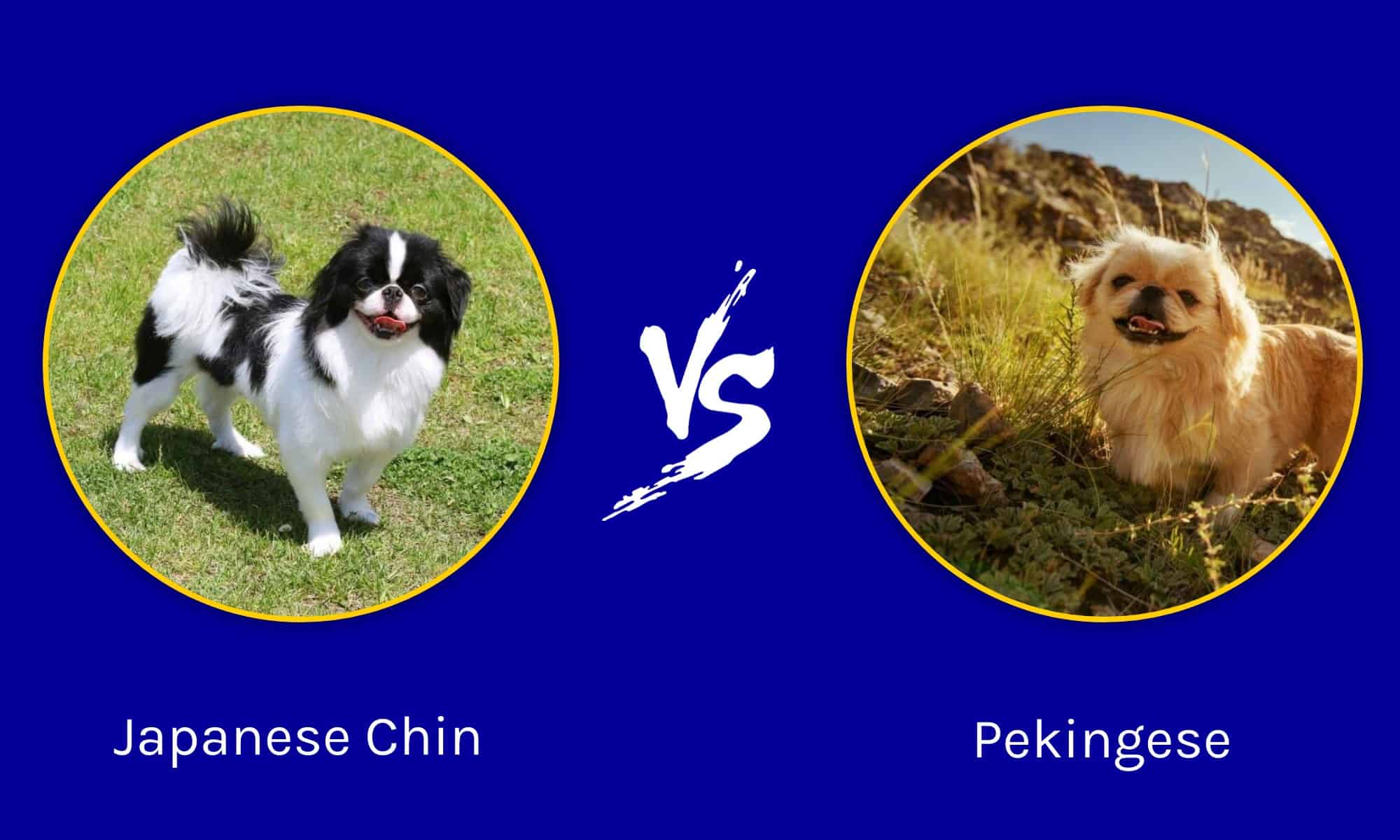 Chin giapponese vs pechinese: quali sono le differenze?