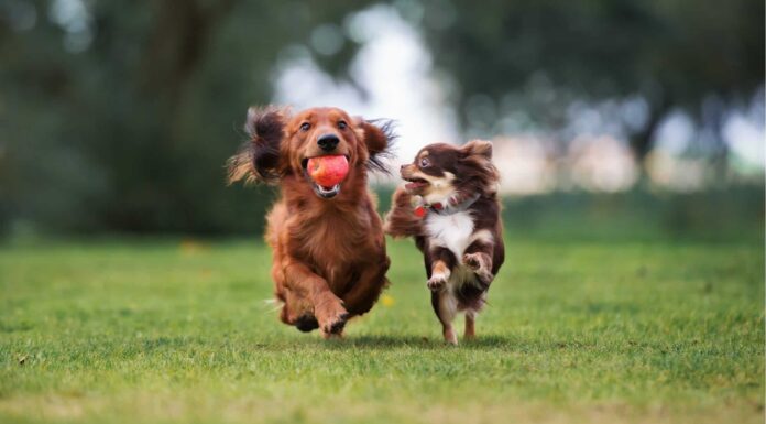 13 razze di cani più piccole del mondo
