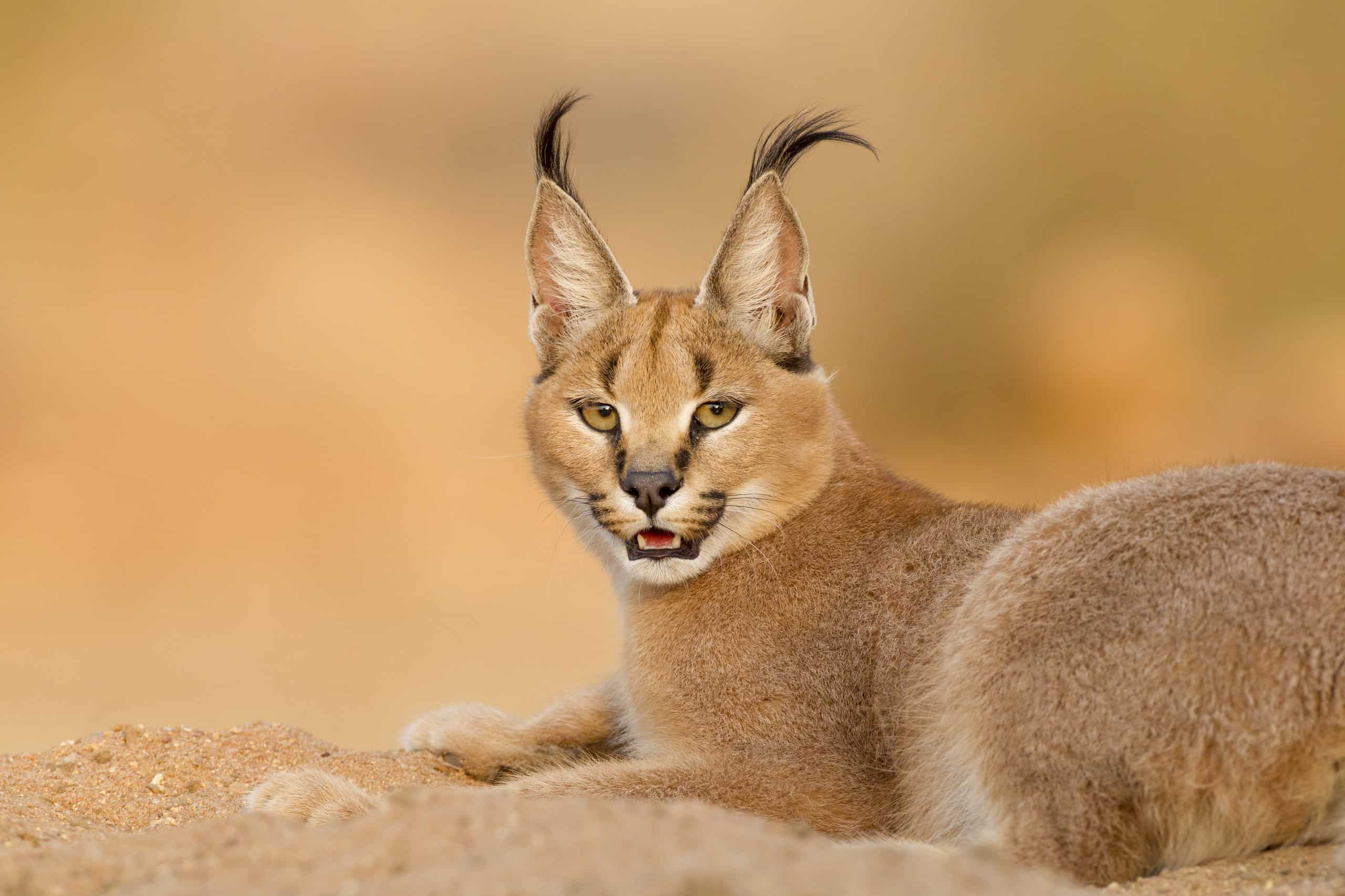 10 incredibili fatti di Caracal