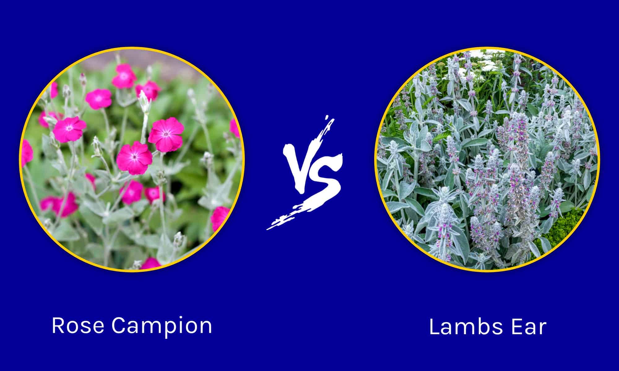 Rose Campion vs Lambs Ear: quali sono le differenze?