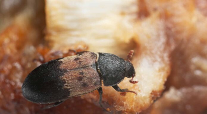 Scarabeo della dispensa
