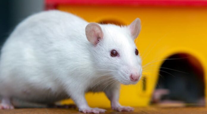 Come si chiama un gruppo di topi?
