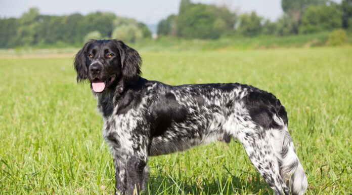 Grande Munsterlander
