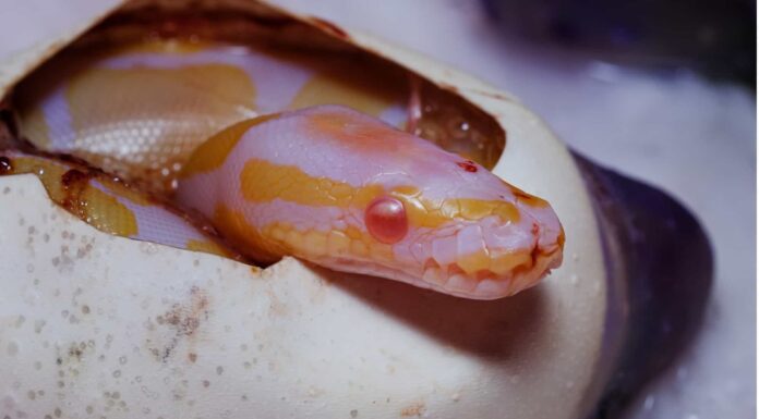 Lavender albino ball python