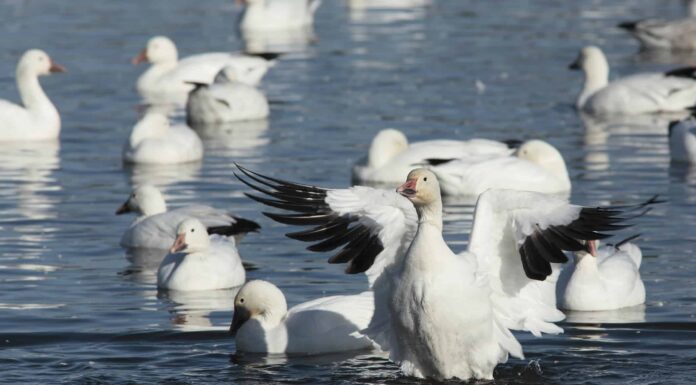 Cacca d'oca: tutto ciò che avresti sempre voluto sapere

