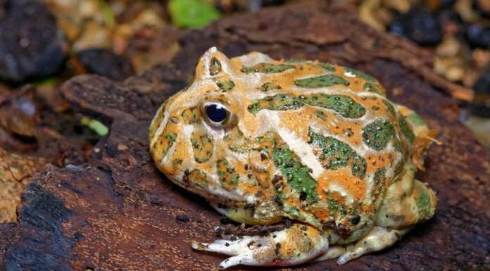 Pacman,Frog,Or,Toad,,South,American,Horned,Frogs,Ceratophrys,Cornuta
