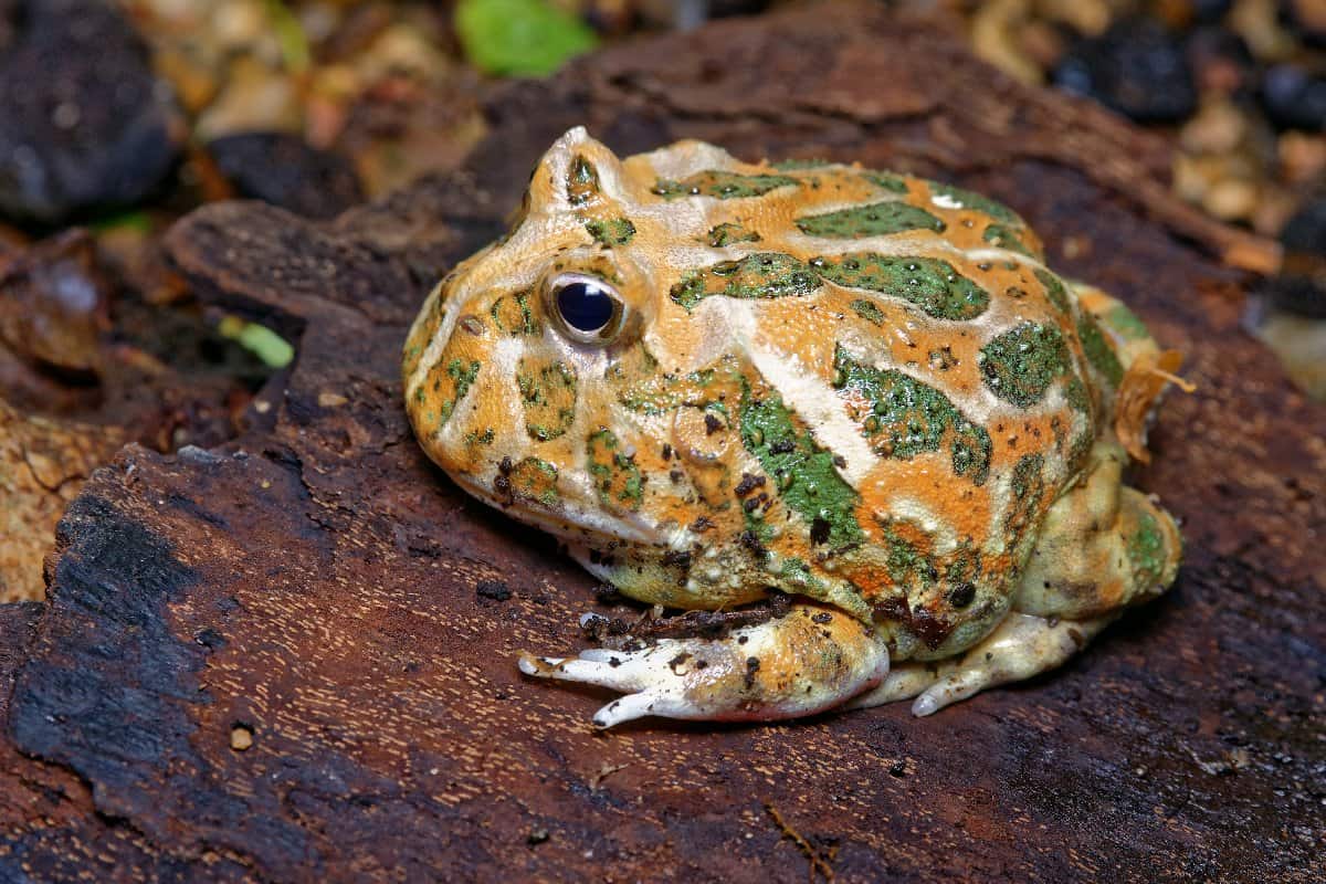 Pacman,Frog,Or,Toad,,South,American,Horned,Frogs,Ceratophrys,Cornuta