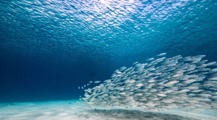 I 5 mari più grandi del mondo
