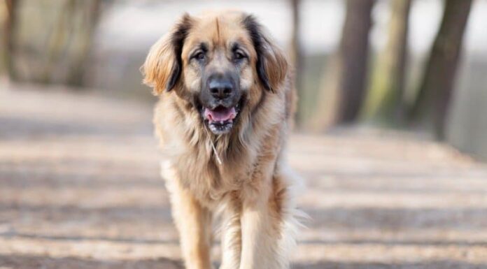 Leonberger
