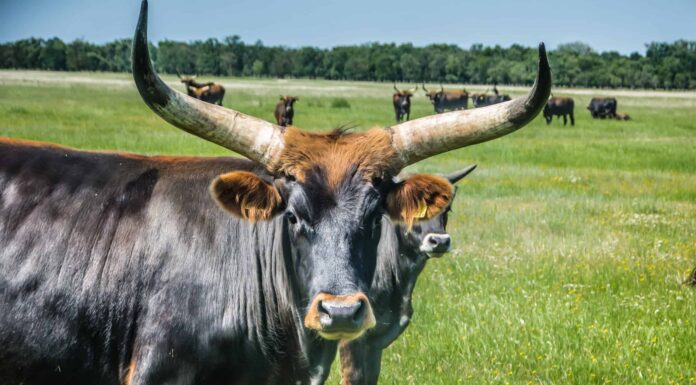 Gli uri sono estinti? 
