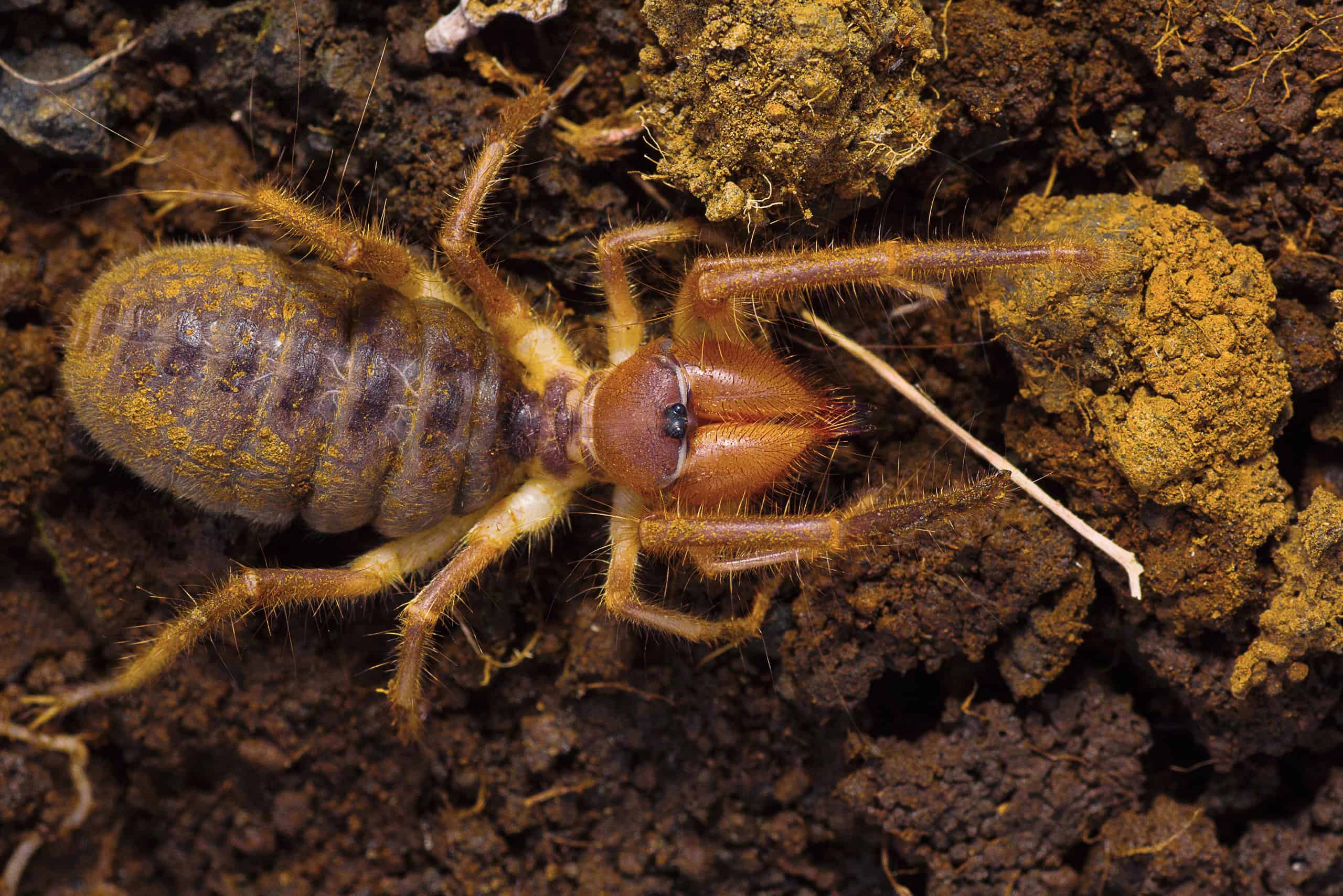 10 incredibili fatti sul ragno cammello