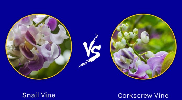 Vite di lumaca vs vite di cavatappi: quali sono le differenze?
