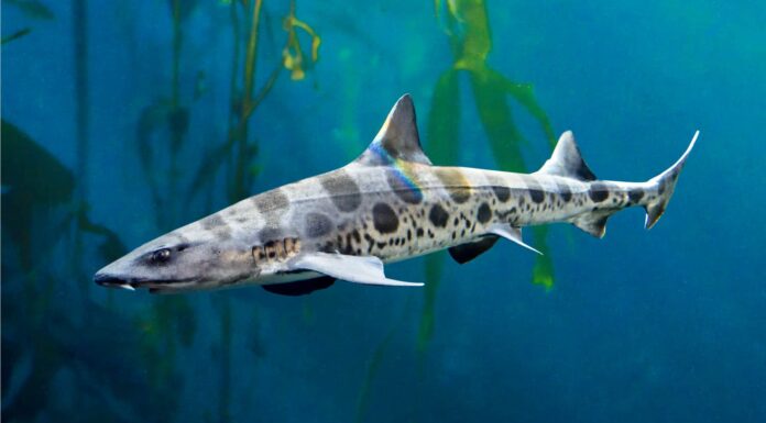 Squalo leopardo
