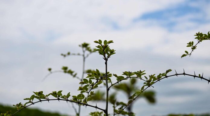 Honey Locust