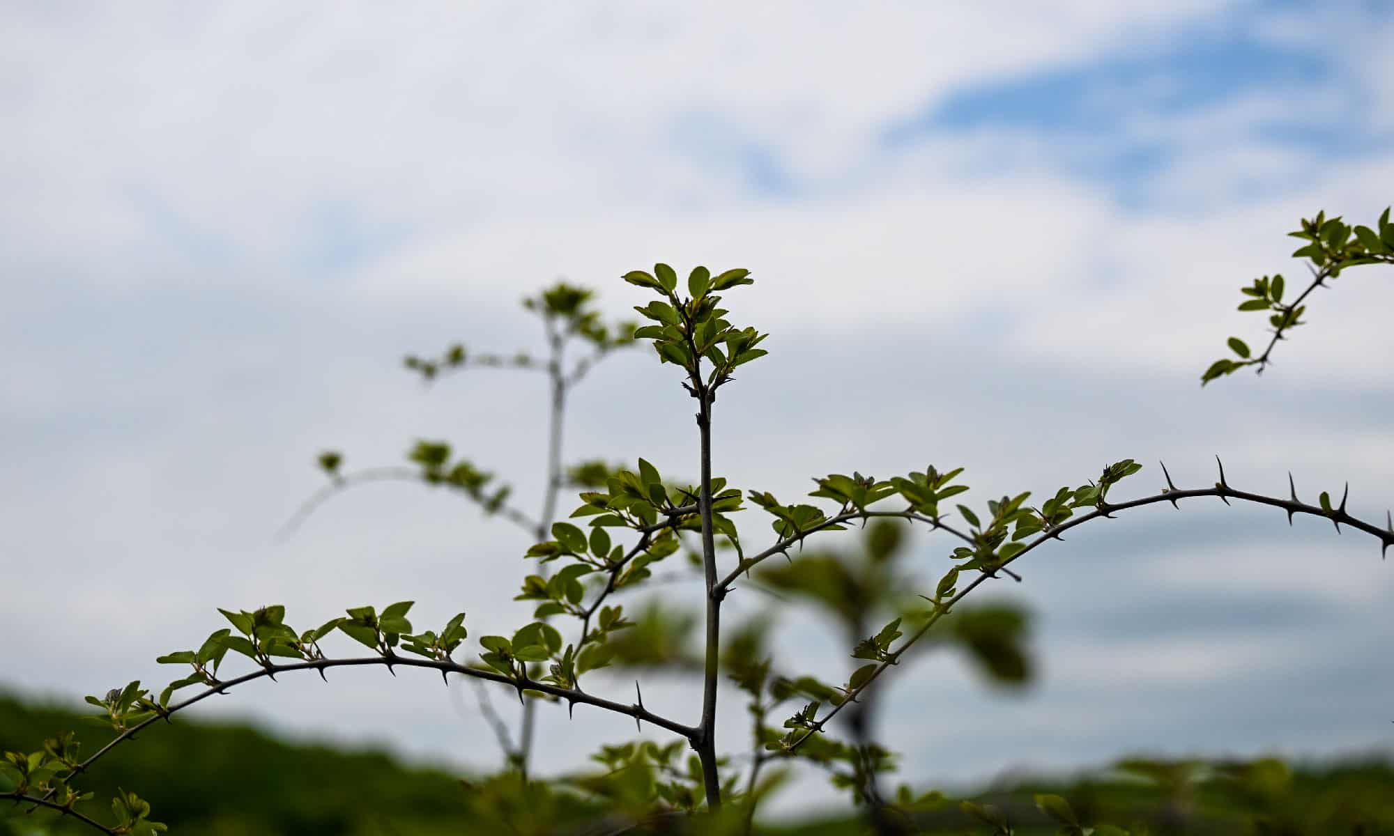 Honey Locust
