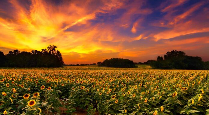 I 5 posti migliori per accamparsi in Kansas quest'estate
