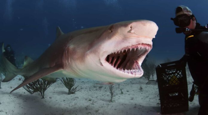 Gli squali limone sono pericolosi o aggressivi?
