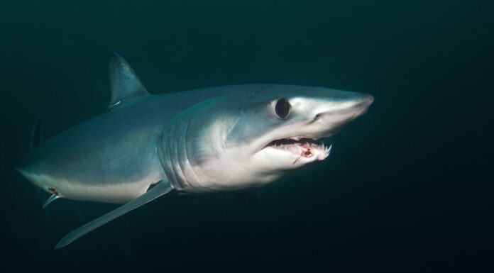 Squalo Mako pinna lunga
