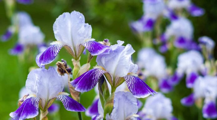 10 fiori perenni più resistenti
