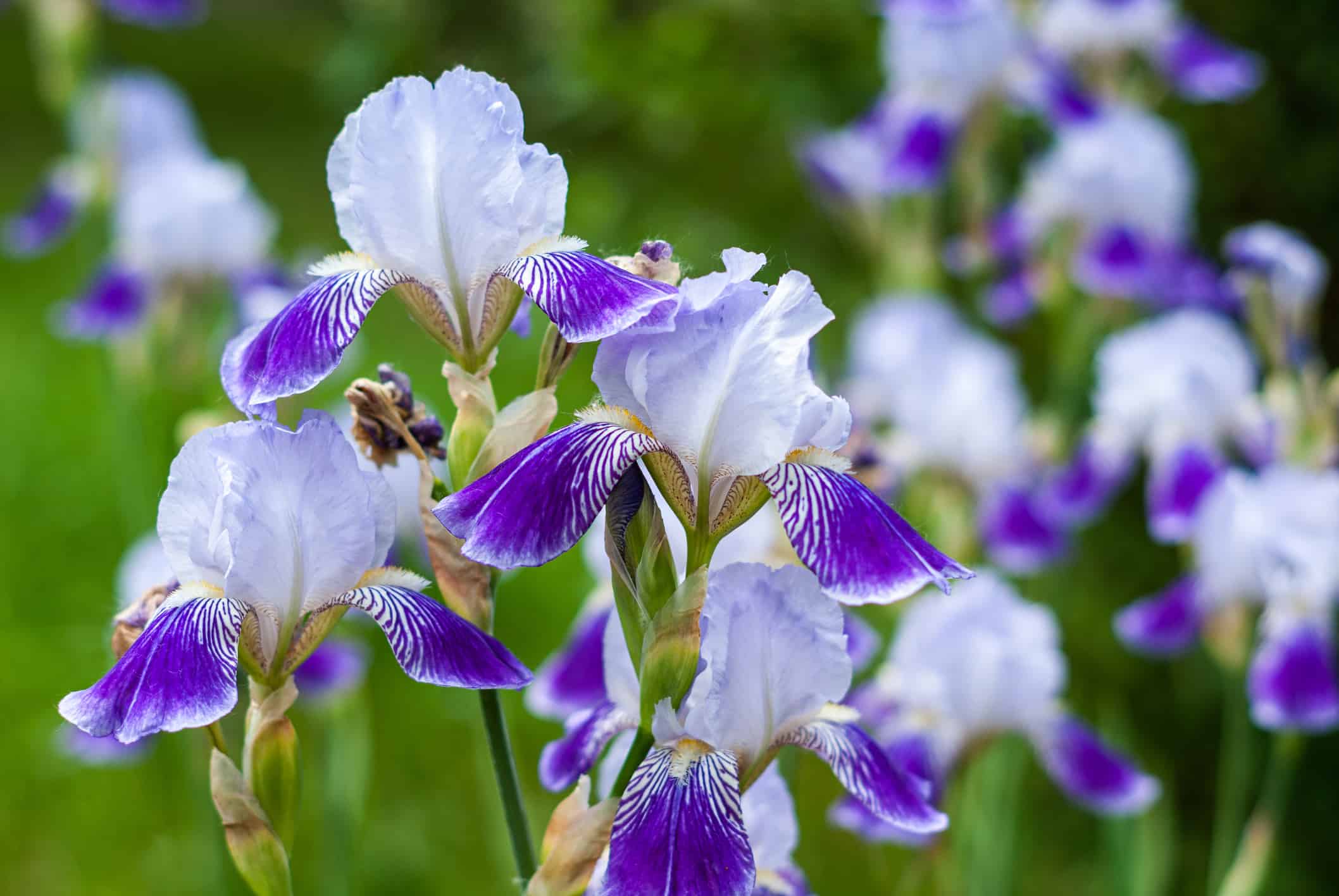 10 fiori perenni più resistenti
