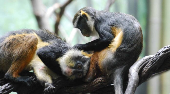 Scimmie che si governano a vicenda (con immagini!)
