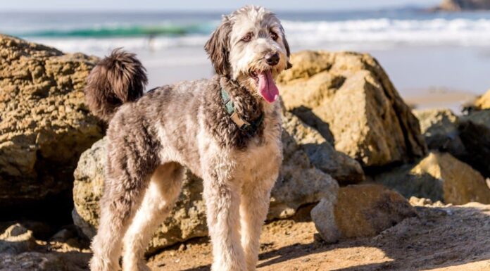 Aussiedoodle dog playing on beach