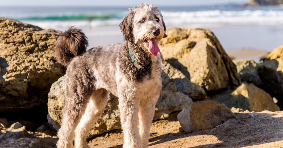 Aussiedoodle dog playing on beach