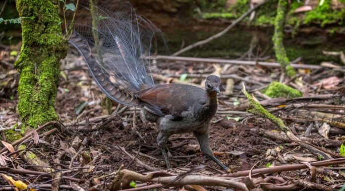 Lyrebird
