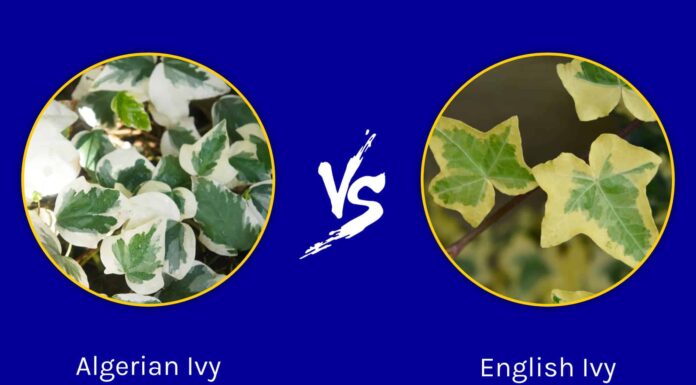 Algerian Ivy vs English Ivy: qual è la differenza?
