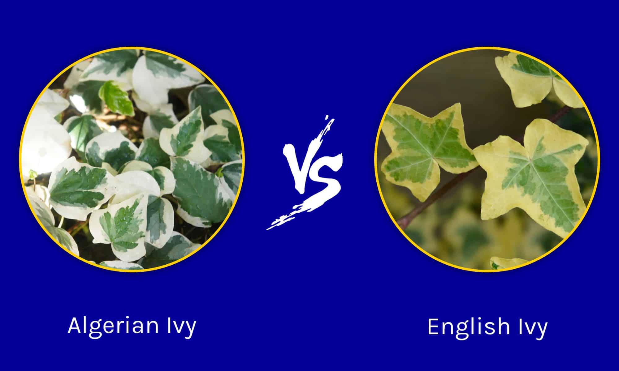 Algerian Ivy vs English Ivy: qual è la differenza?