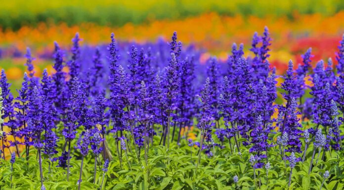 La Salvia è perenne o annuale?
