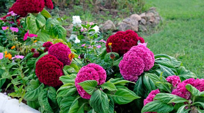 Celosia è perenne o annuale?
