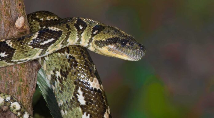 Young Madagascar tree boa