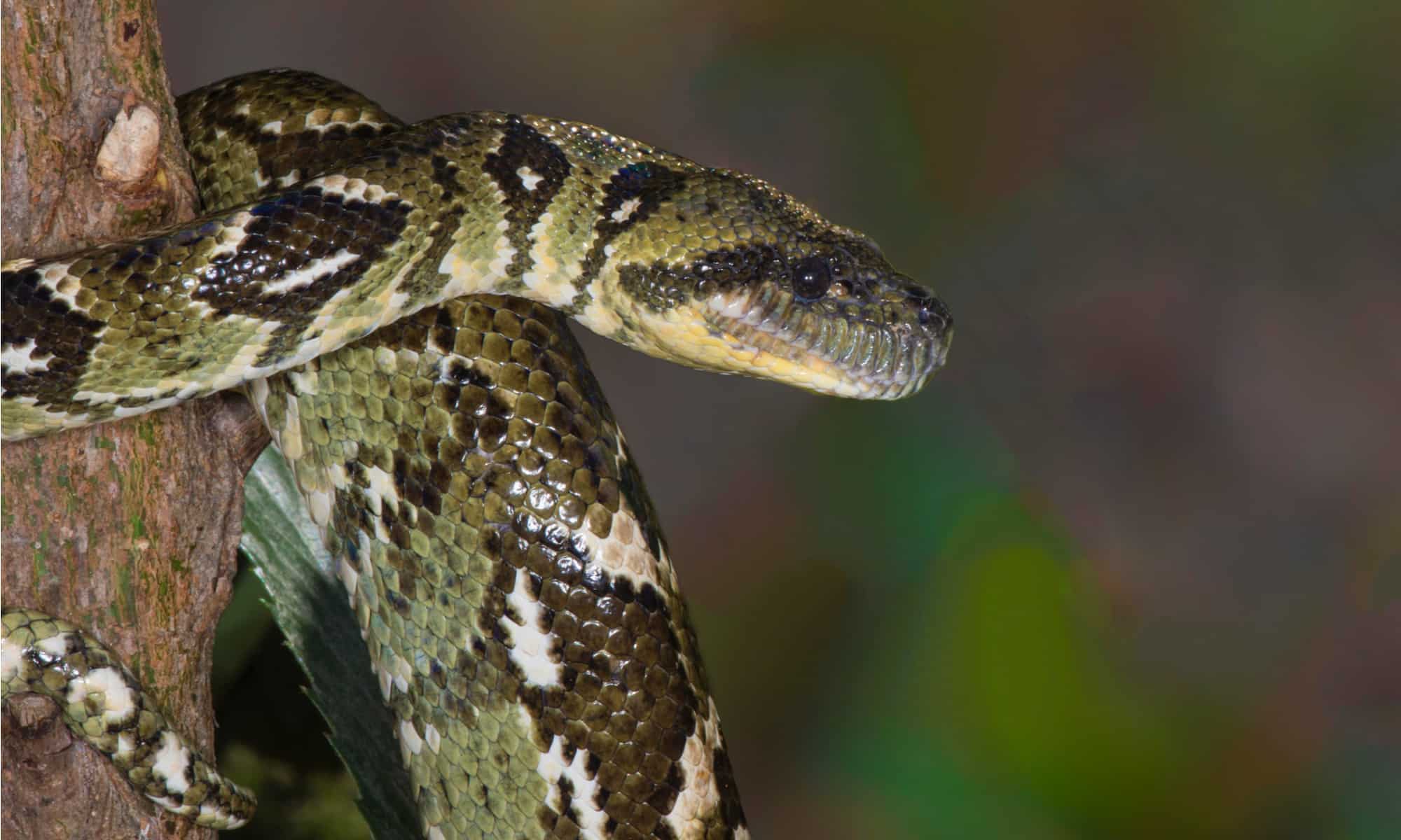 Young Madagascar tree boa