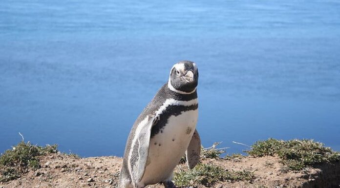 Pinguino di Magellano
