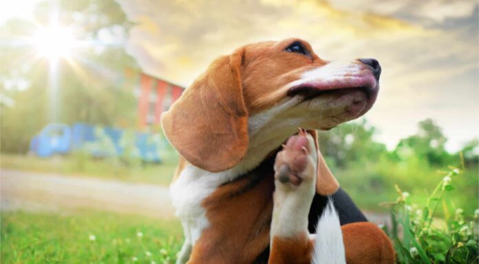 6 motivi per cui il tuo cane si gratta così tanto e come aiutarlo
