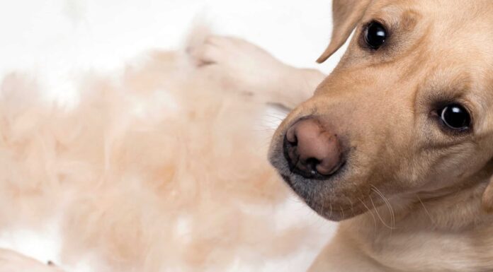 Eccessivo spargimento di cani: quando preoccuparsi e come aiutare
