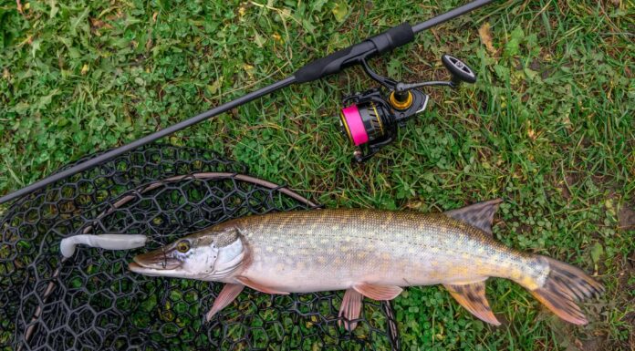 I 5 migliori pesci da catturare nel Missouri quest'estate
