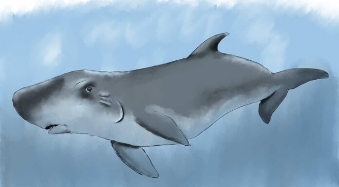 Male sperm whale swimming, Ligurian Sea, Pelagos Sanctuary, Mediterranean, Italy.