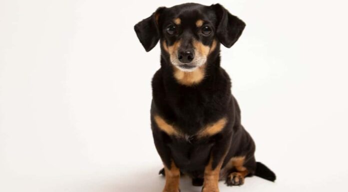 10 incredibili fatti Chiweenie
