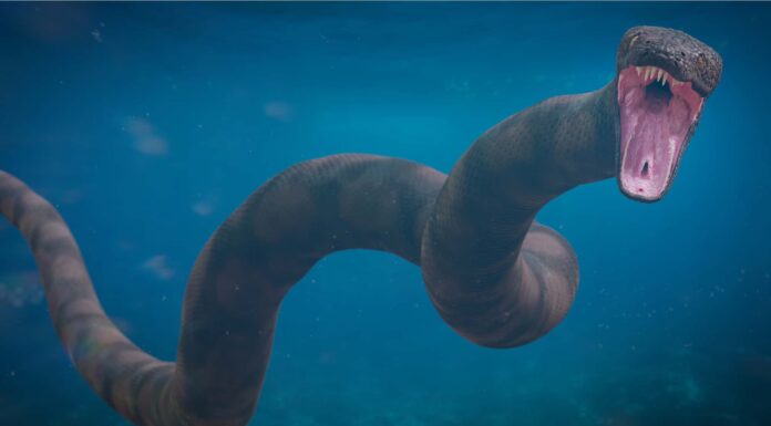 Cosa ha mangiato il serpente più grande mai mangiato per nutrire il suo corpo di 2.500 libbre?
