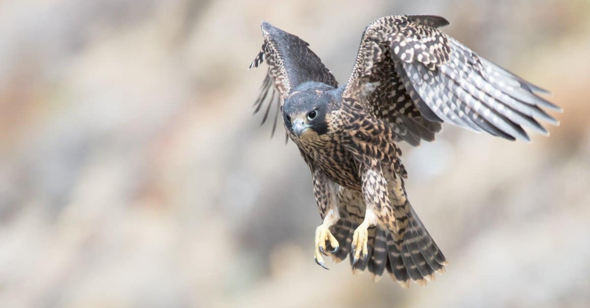 8 Falcons in Texas: immagini e guida all'identificazione