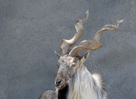 Markhor

